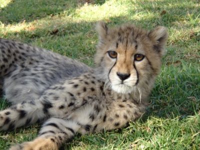 cheetah-min